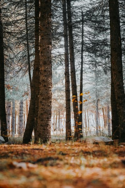 KIRIK SONBAHAR LAMELLERİ