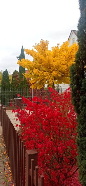 Şairin Seyahati Üslûbun Lezzeti