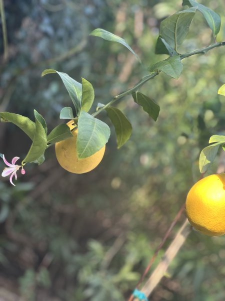 Evimin önünde limon ağacı