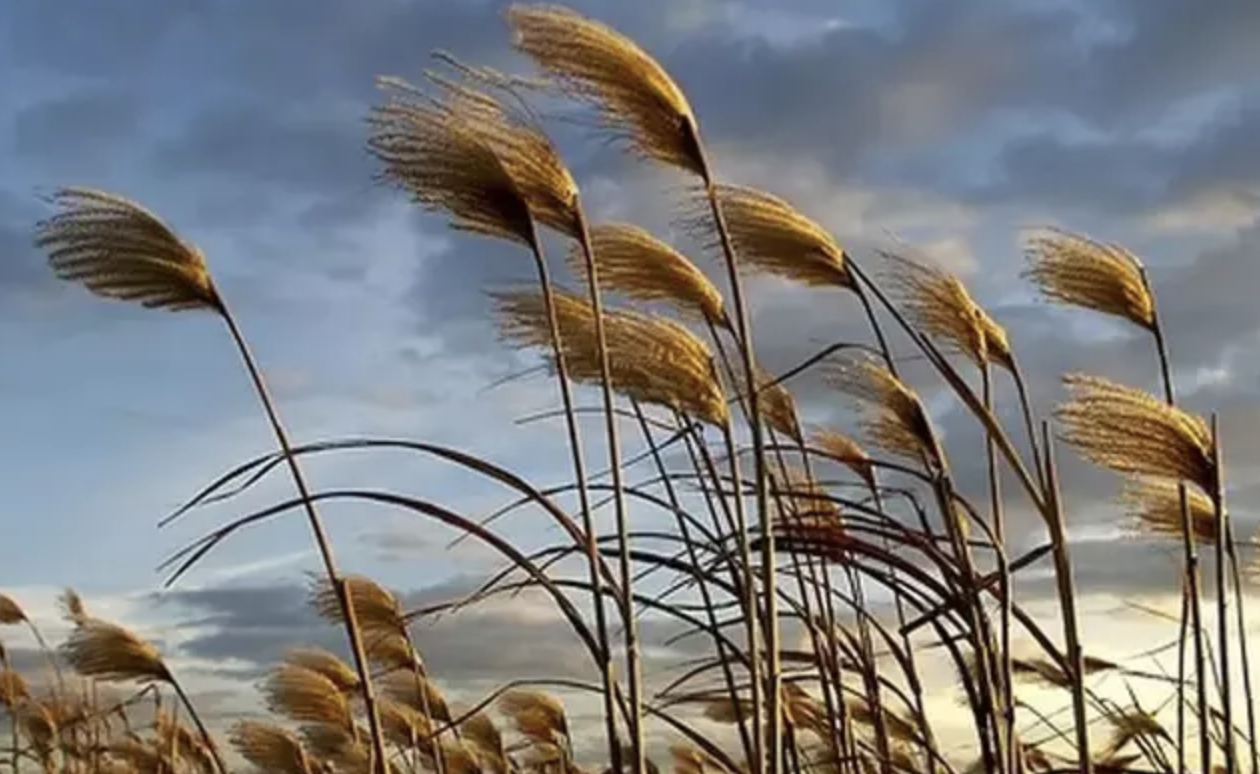 Read more about the article Rüzgârların Ninnisi / Selim Gül