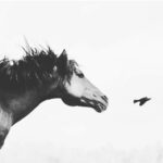 At Yoruldu – Gökhan Bozkuş