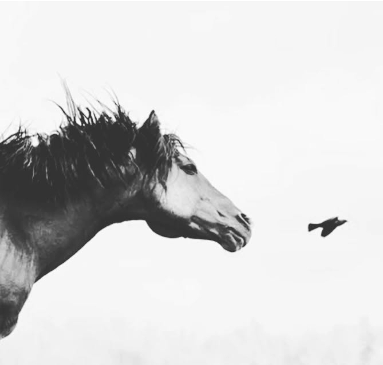 Read more about the article At Yoruldu – Gökhan Bozkuş