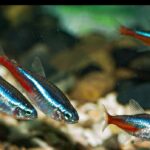 Varlığın Evrensel Beyanı: Can / Selim Gül