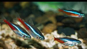 Read more about the article Varlığın Evrensel Beyanı: Can / Selim Gül