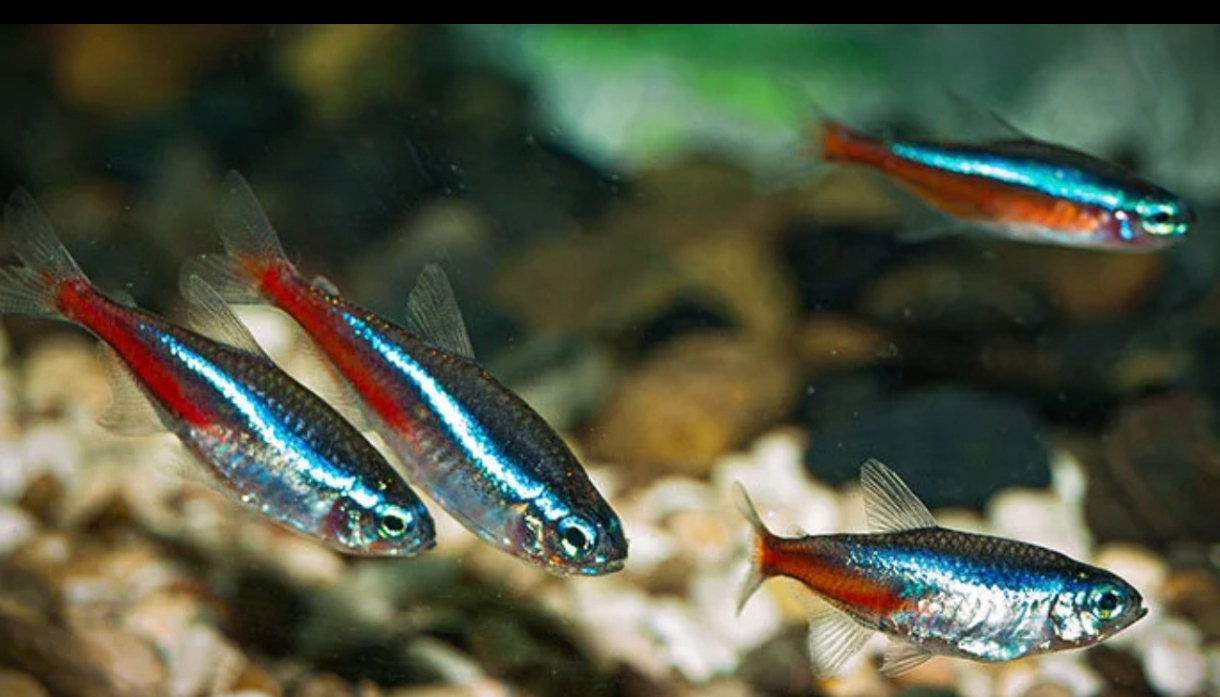 Read more about the article Varlığın Evrensel Beyanı: Can / Selim Gül