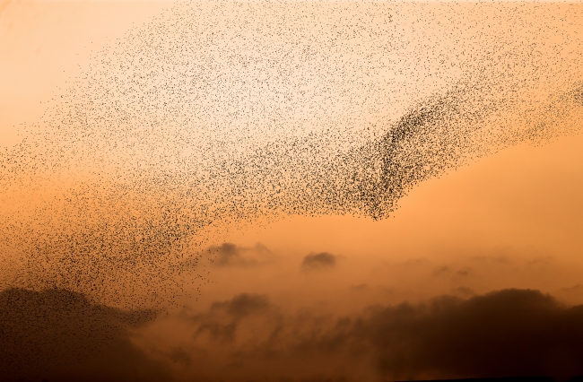 Günler gelip geçmekteler, kuşlar gibi uçmaktalar / Emrullah Eskitabak